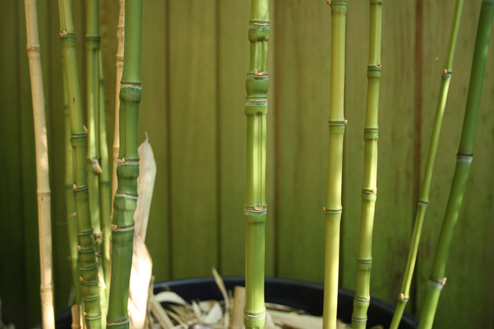 nature-in-practice-11